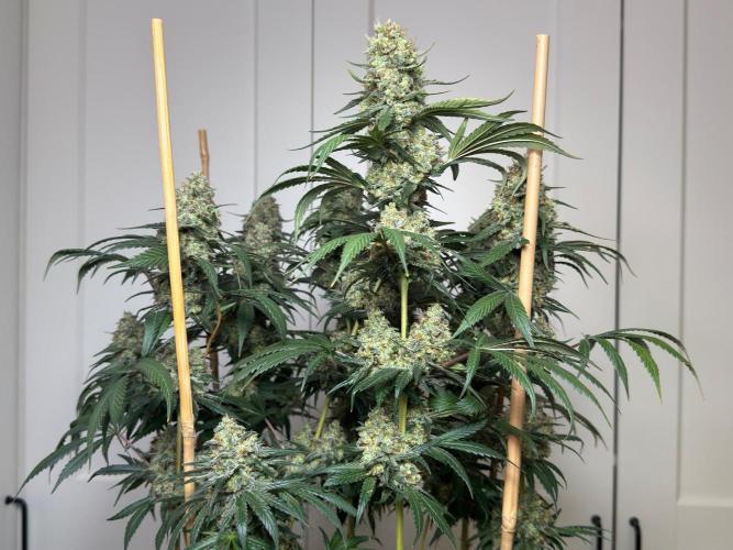Chocolate Rainbow XXL  fem. Week 17 - Back view