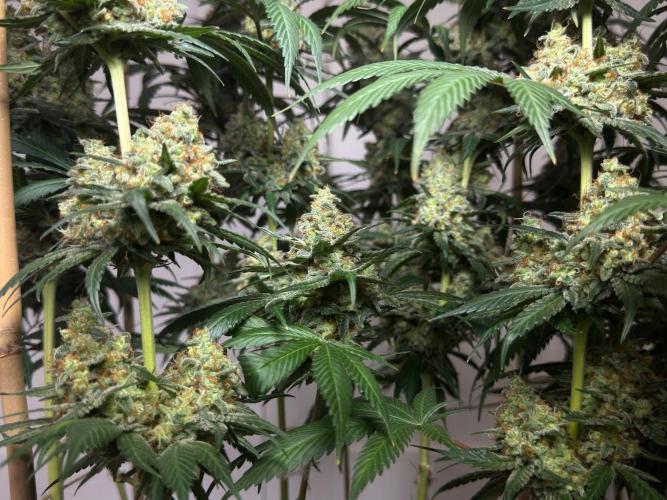 Chocolate Rainbow XXL  fem. Week 17