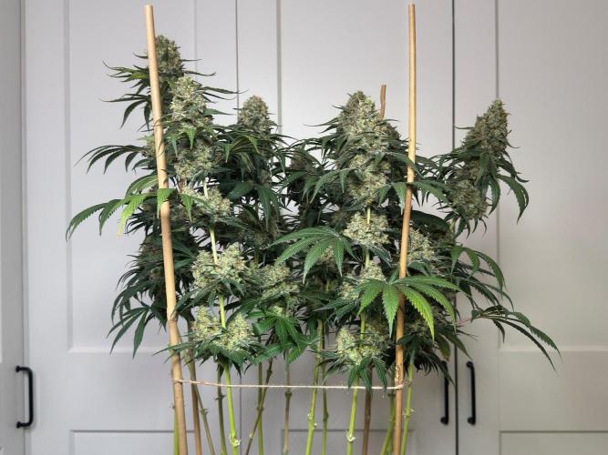 Chocolate Rainbow XXL  fem. Week 17 - Right side view 