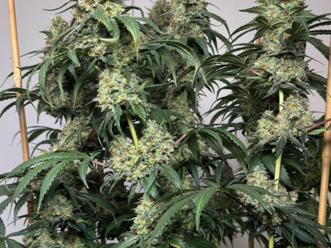 Chocolate Rainbow XXL  fem. Week 17 - ,,,,