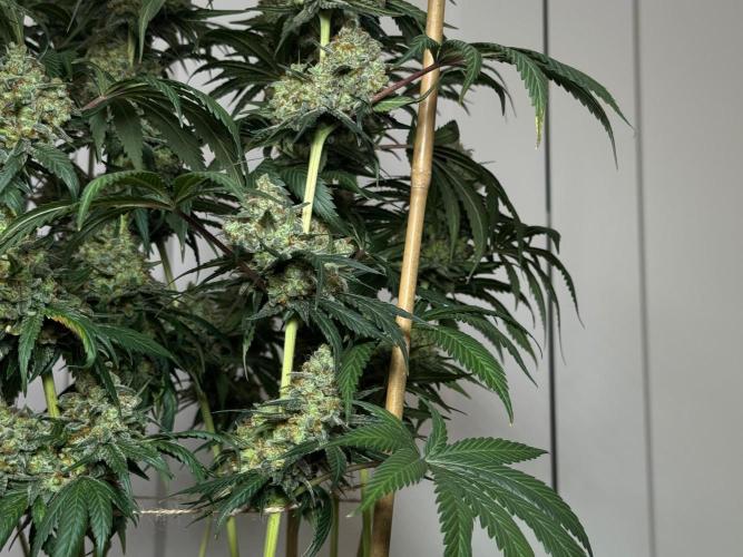 Chocolate Rainbow XXL  fem. Week 17
