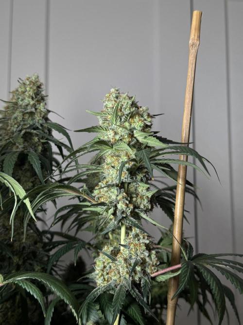 Chocolate Rainbow XXL  fem. Week 17