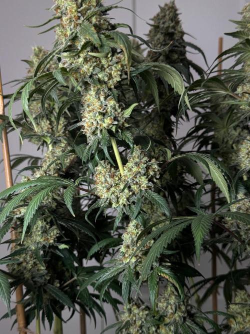 Chocolate Rainbow XXL  fem. Week 17 - ,,