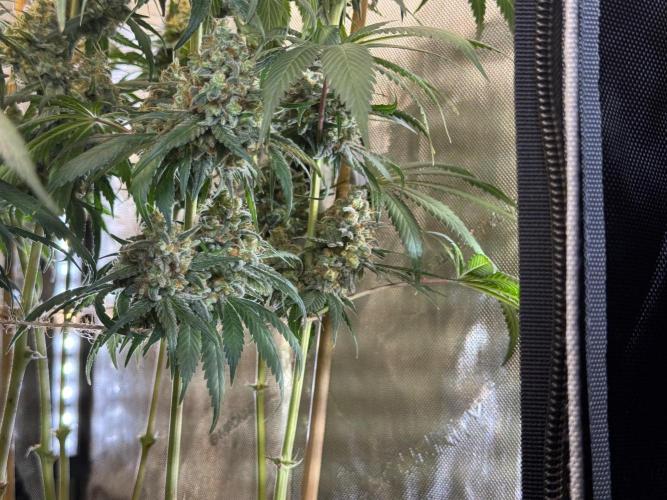 Chocolate Rainbow XXL  fem. Week 17