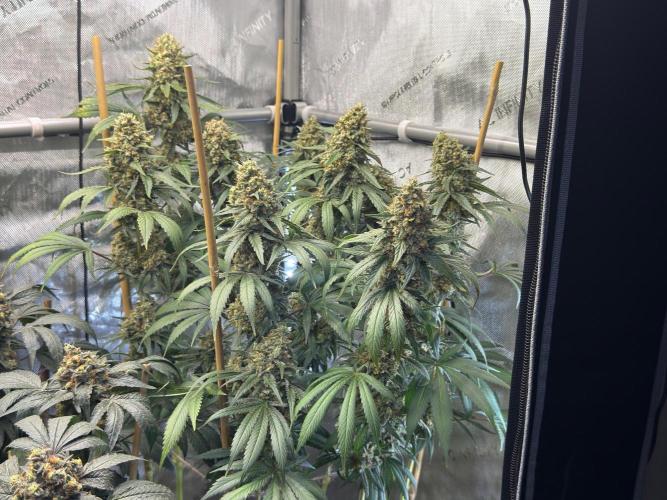 Chocolate Rainbow XXL  fem. Week 17
