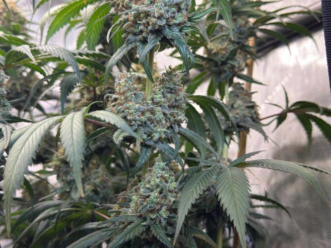 Chocolate Rainbow XXL. Week 17