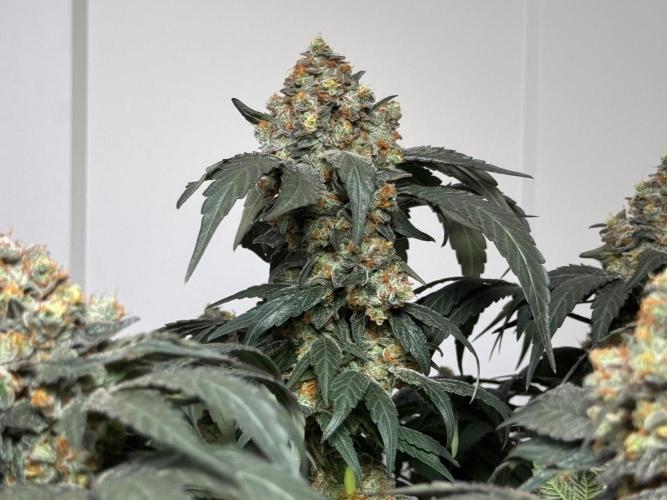 Garlic Gas ⛽️ fem - Sensi Seeds. Week 17