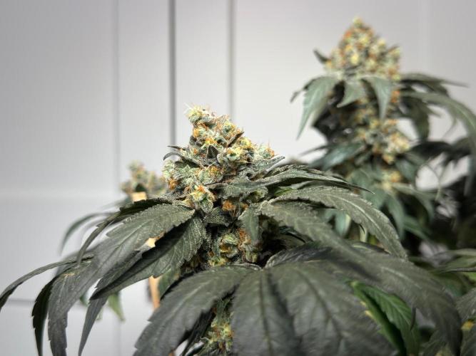 Garlic Gas ⛽️ fem - Sensi Seeds. Week 17
