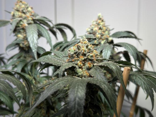 Garlic Gas ⛽️ fem - Sensi Seeds. Week 17