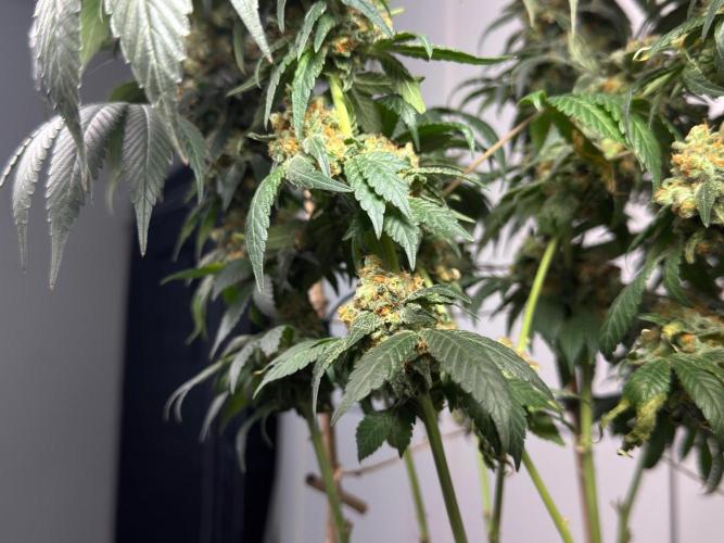 Garlic Gas ⛽️ fem - Sensi Seeds. Week 17