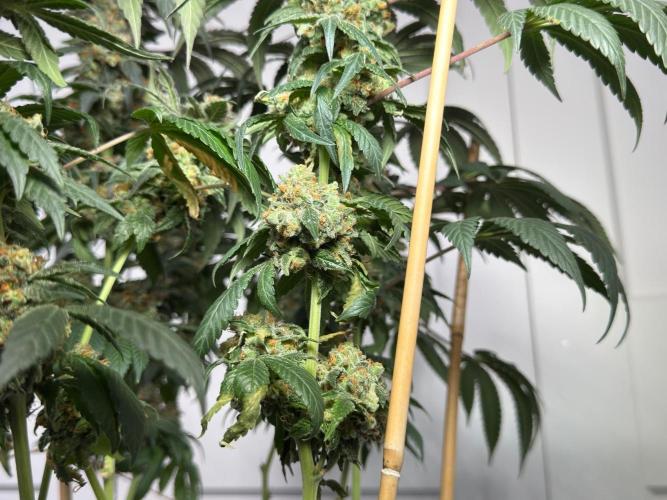 Garlic Gas ⛽️ fem - Sensi Seeds. Week 17