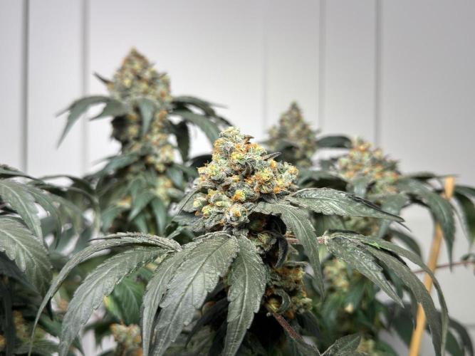 Garlic Gas ⛽️ fem - Sensi Seeds. Week 17
