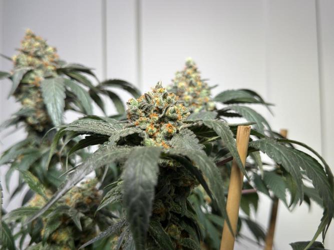 Garlic Gas ⛽️ fem - Sensi Seeds. Week 17