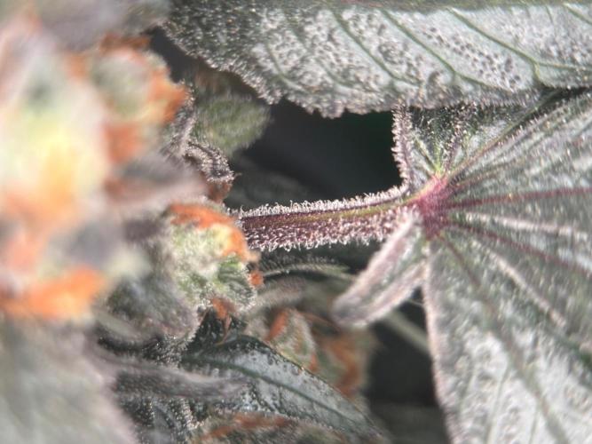 Garlic Gas ⛽️ fem - Sensi Seeds. Week 17