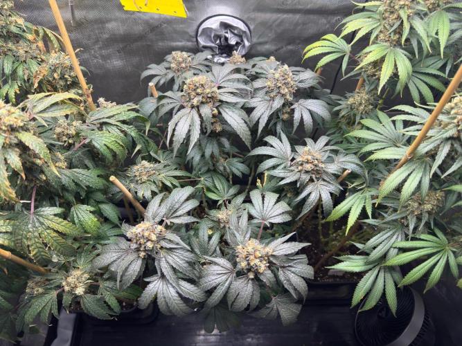 Garlic Gas ⛽️ fem - Sensi Seeds. Week 17
