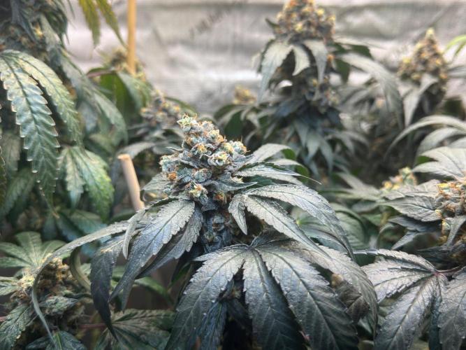 Garlic Gas ⛽️ fem - Sensi Seeds. Week 17
