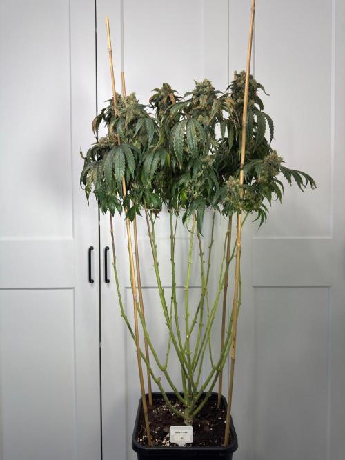 Garlic Gas ⛽️ fem - Sensi Seeds. Week 17