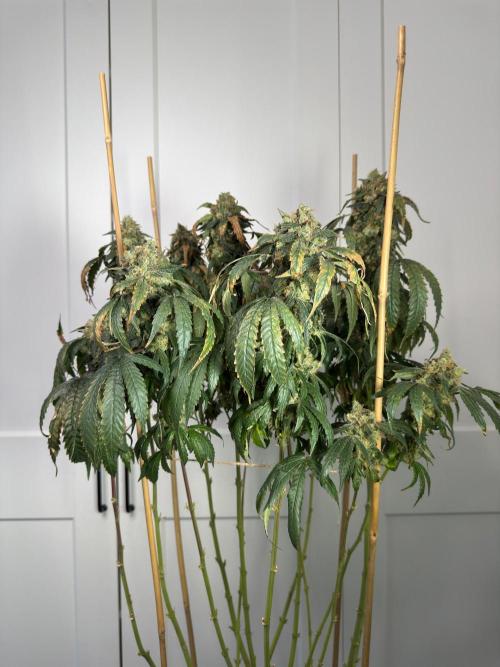 Garlic Gas ⛽️ fem - Sensi Seeds. Week 17
