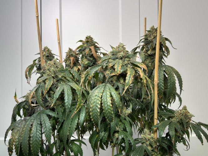 Garlic Gas ⛽️ fem - Sensi Seeds. Week 17