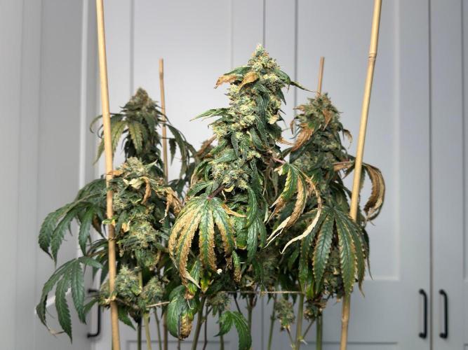 Garlic Gas ⛽️ fem - Sensi Seeds. Week 17