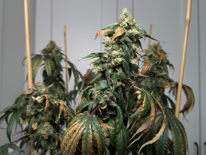 Garlic Gas ⛽️ fem - Sensi Seeds. Week 17