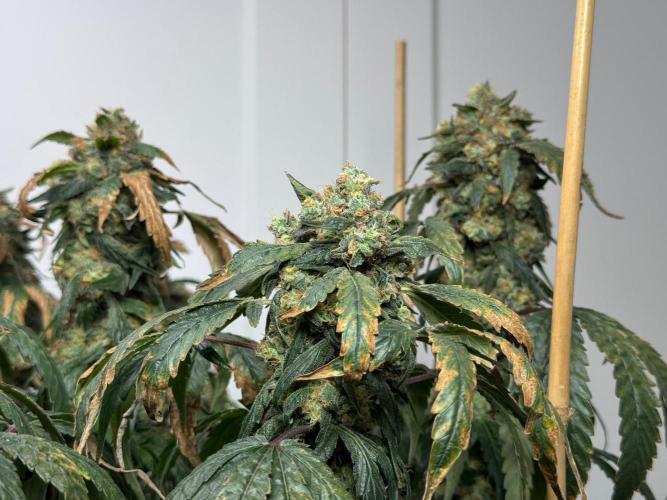 Garlic Gas ⛽️ fem - Sensi Seeds. Week 17