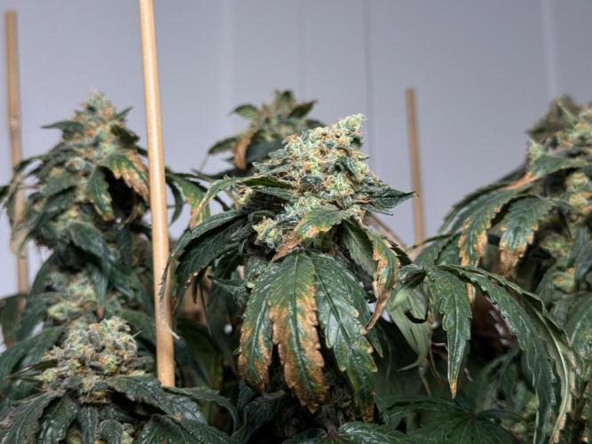 Garlic Gas ⛽️ fem - Sensi Seeds. Week 17