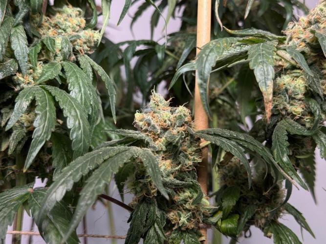 Garlic Gas ⛽️ fem - Sensi Seeds. Week 17