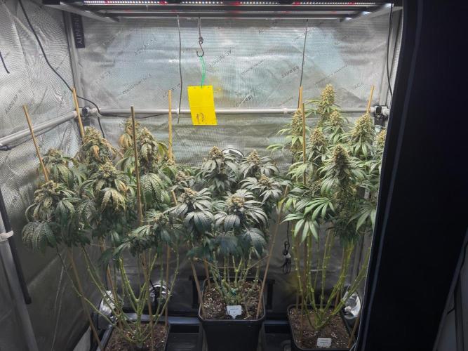 Garlic Gas ⛽️ fem - Sensi Seeds. Week 17