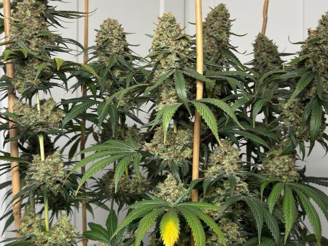 Chocolate Rainbow XXL  fem. Week 18
