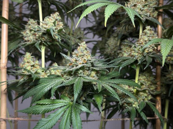 Chocolate Rainbow XXL  fem. Week 18
