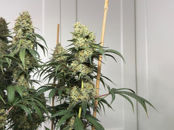 Chocolate Rainbow XXL  fem. Week 18