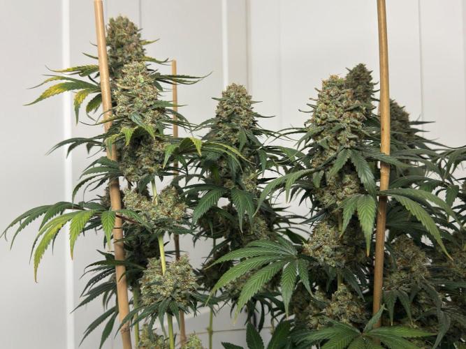 Chocolate Rainbow XXL  fem. Week 18