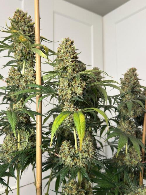 Chocolate Rainbow XXL  fem. Week 18