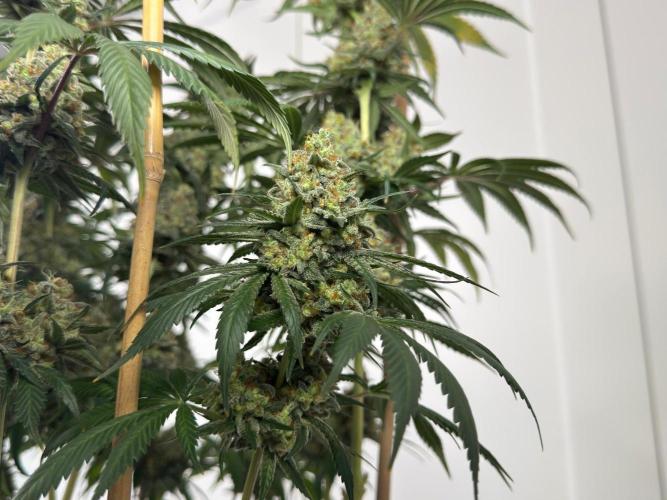 Chocolate Rainbow XXL  fem. Week 18 - ,