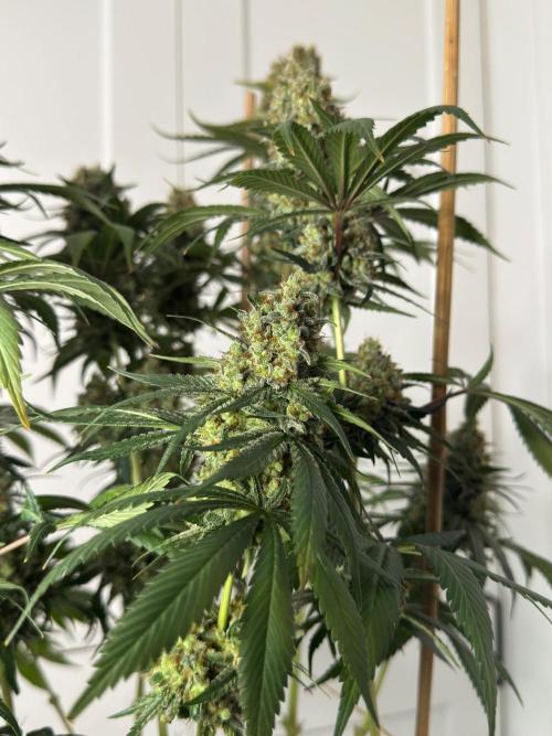 Chocolate Rainbow XXL  fem. Week 18