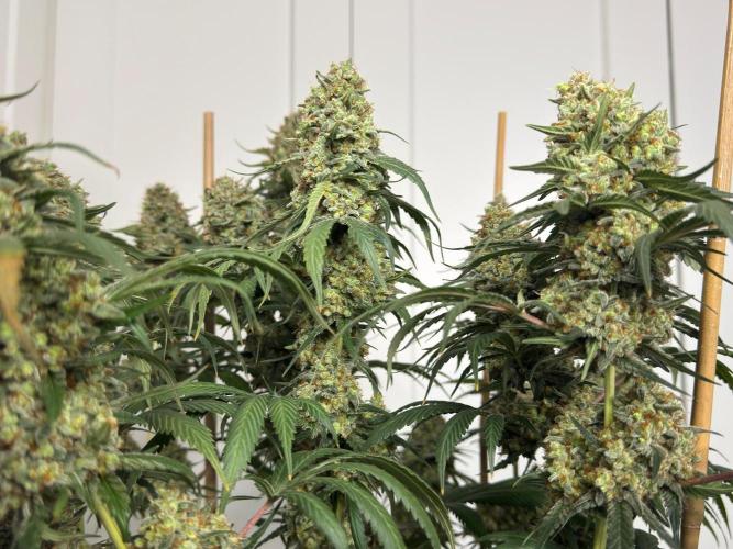 Chocolate Rainbow XXL  fem. Week 18