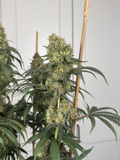 Chocolate Rainbow XXL  fem. Week 18