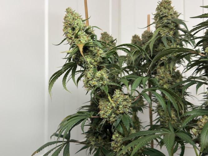 Chocolate Rainbow XXL  fem. Week 18