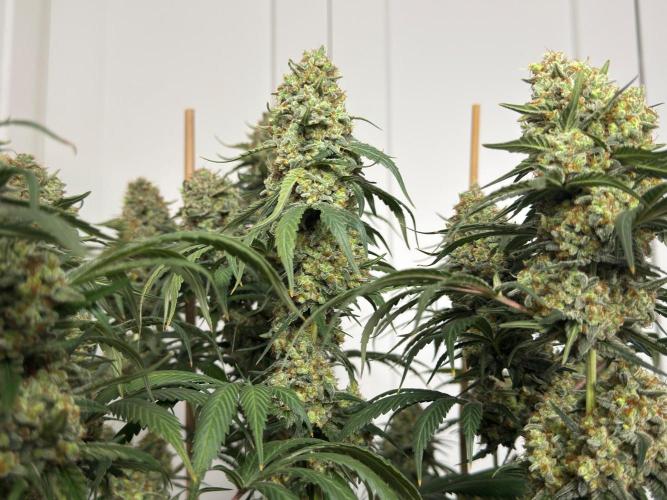 Chocolate Rainbow XXL  fem. Week 18 - ,,