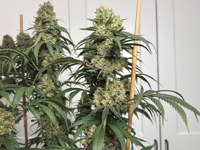 Chocolate Rainbow XXL  fem. Week 18