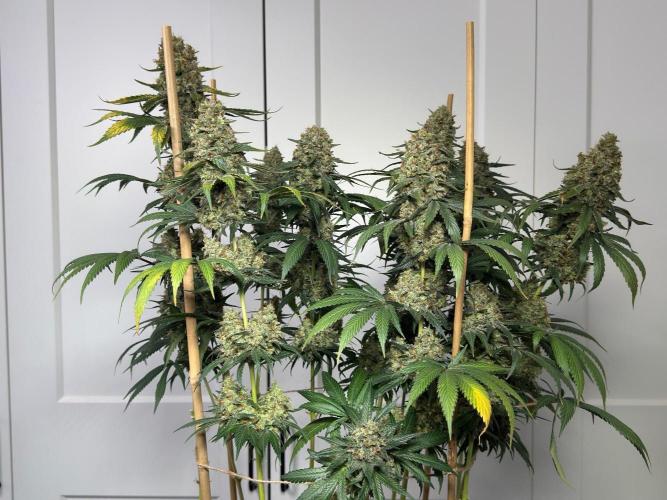 Chocolate Rainbow XXL  fem. Week 18 - Left side view 
