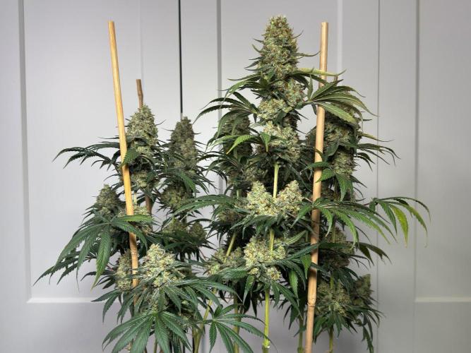 Chocolate Rainbow XXL  fem. Week 18