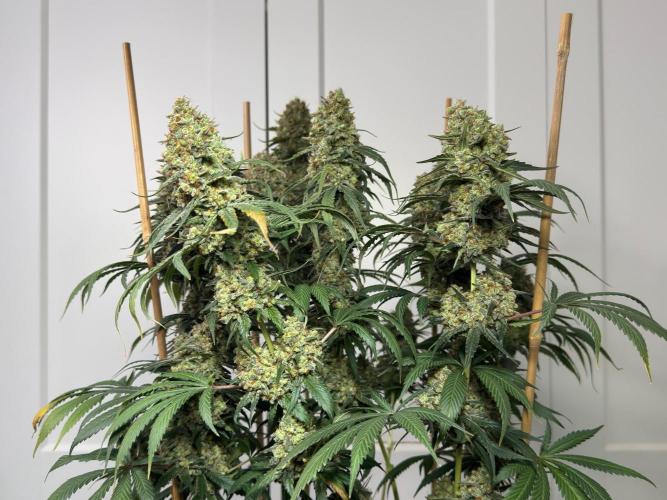 Chocolate Rainbow XXL  fem. Week 18