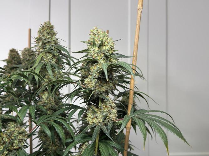 Chocolate Rainbow XXL  fem. Week 18