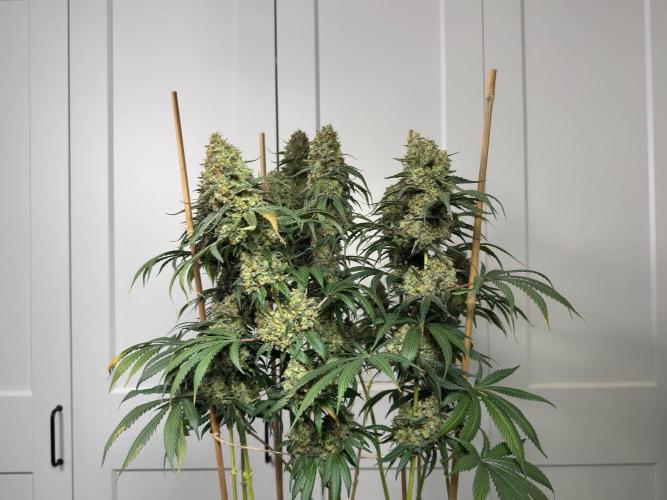 Chocolate Rainbow XXL  fem. Week 18