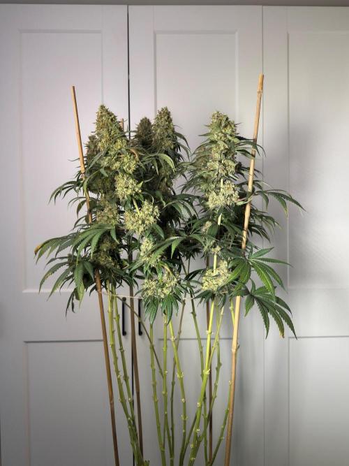 Chocolate Rainbow XXL  fem. Week 18 - Front view 