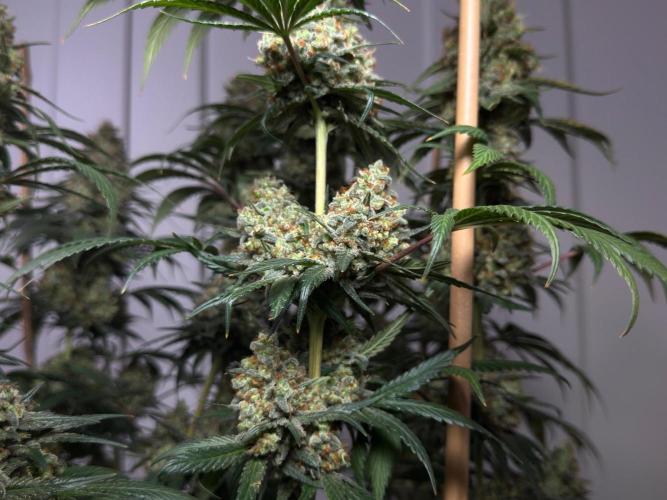 Chocolate Rainbow XXL  fem. Week 18