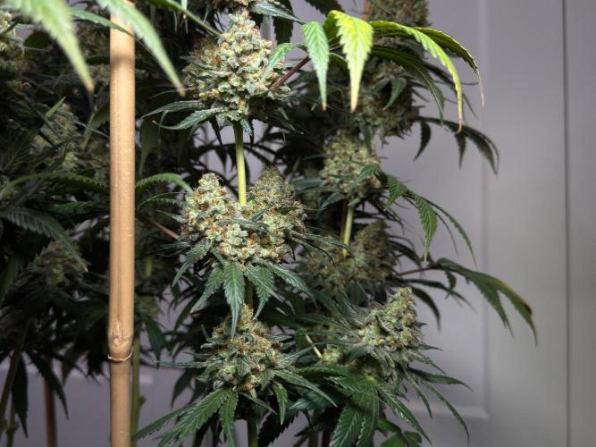 Chocolate Rainbow XXL  fem. Week 18