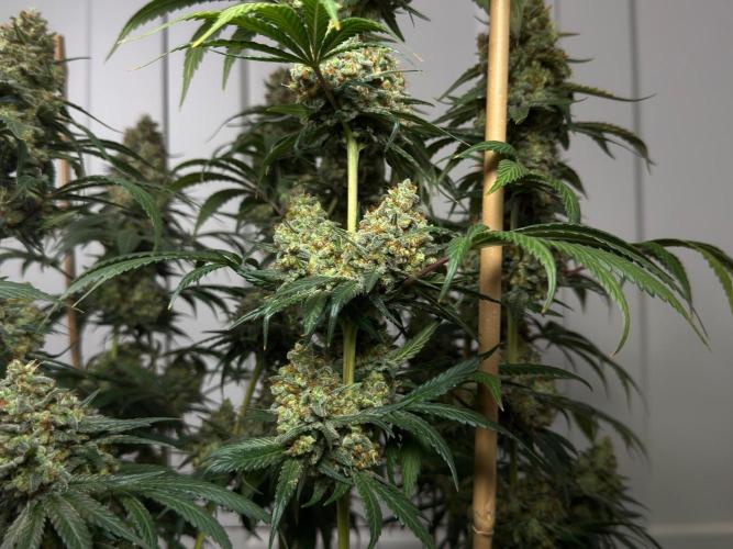 Chocolate Rainbow XXL  fem. Week 18